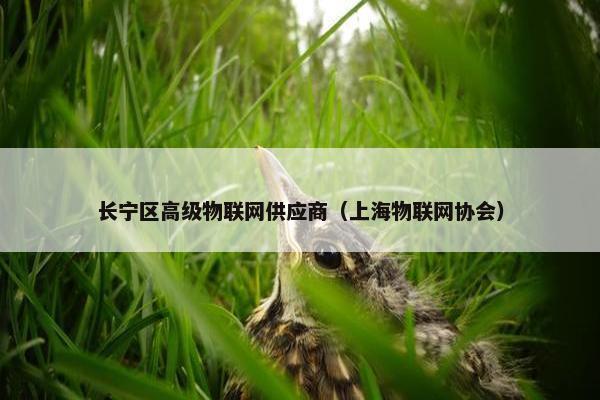 长宁区高级物联网供应商（上海物联网协会）