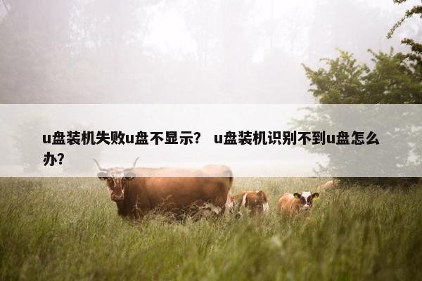 u盘装机失败u盘不显示？ u盘装机识别不到u盘怎么办？