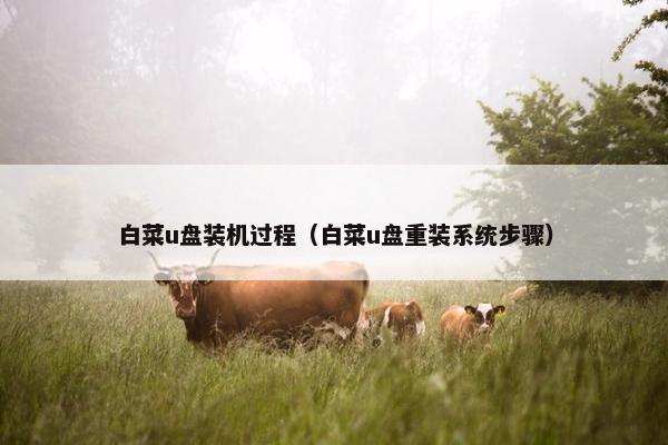 白菜u盘装机过程（白菜u盘重装系统步骤）