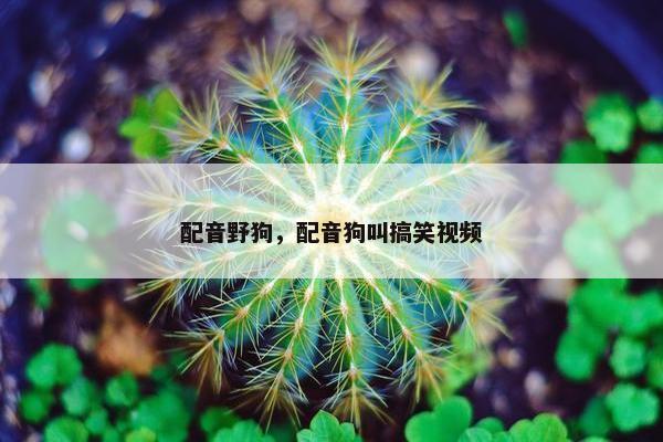 配音野狗，配音狗叫搞笑视频