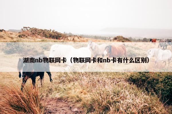 湖南nb物联网卡（物联网卡和nb卡有什么区别）